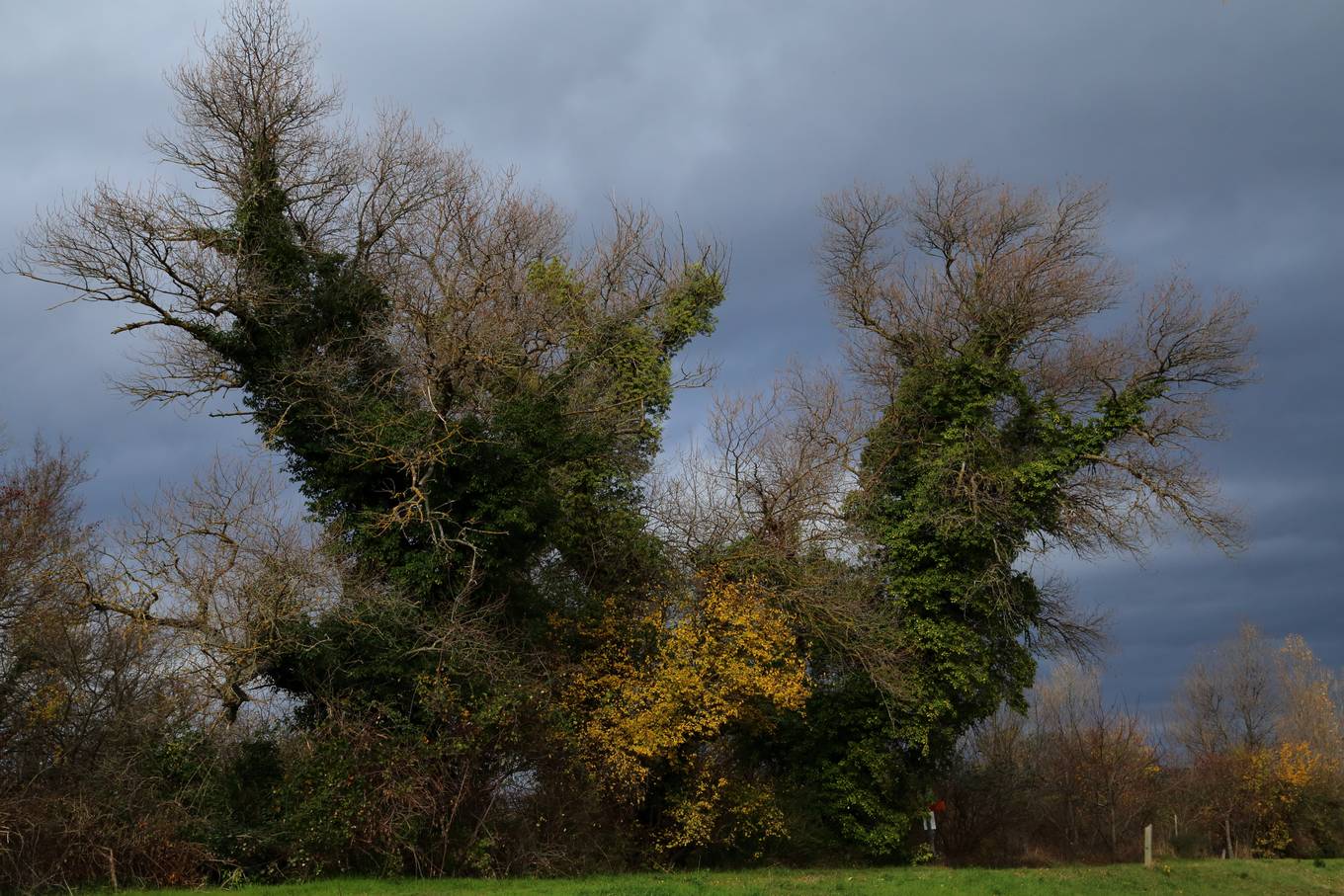 Entrée dans la réserve naturelle des Ramières, arbres couverts de lierre