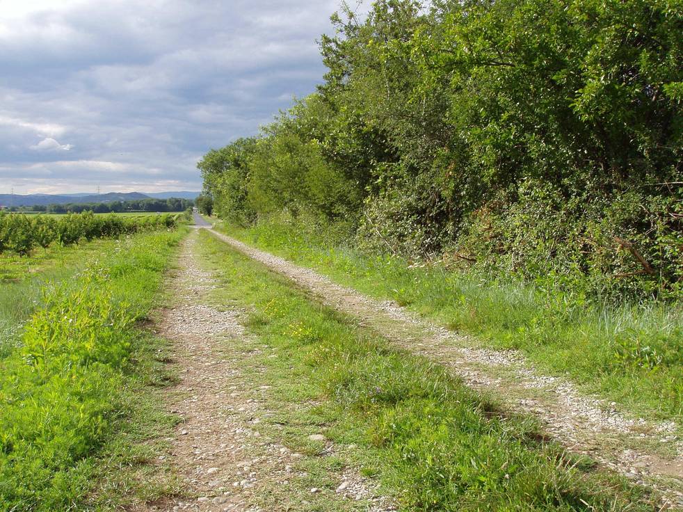 Chemin rectiligne bordé d'arbres reprenant le tracé de la voie d'Agrippa près de Beaumont-Monteux