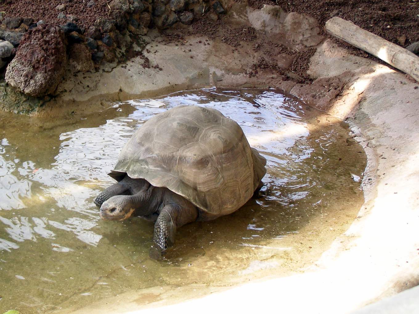 Une tortue géante qui sort d'un bassin d'eau peu profonde, dans un enclos de sable et de pierre de la Ferme aux crocodiles