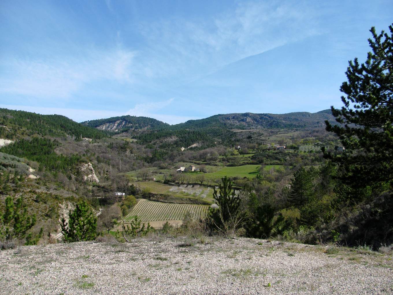 Champ de lavande bordé d'abricotiers à Arpavon dans les Baronnies