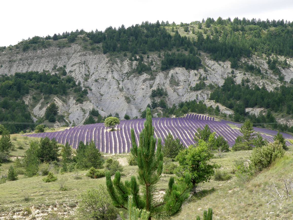 Un champ de lavande au pied d’une falaise, près d’Aulan