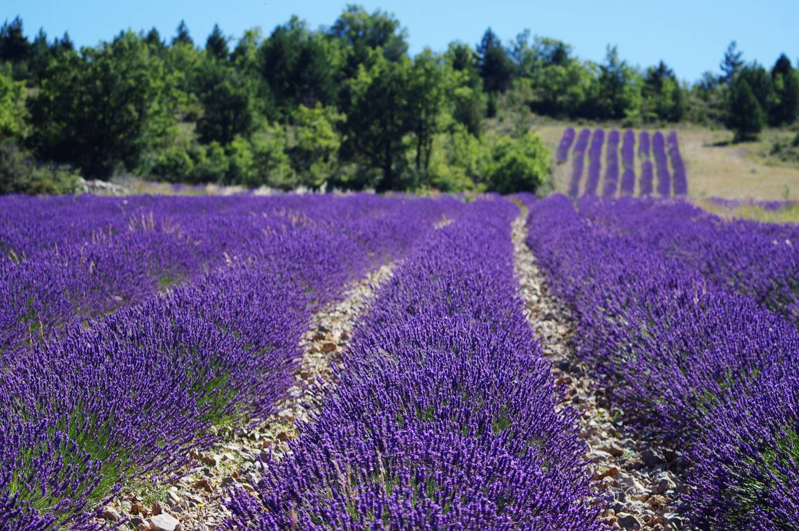 Rangs de lavande fine en pleine floraison dans la Drôme
