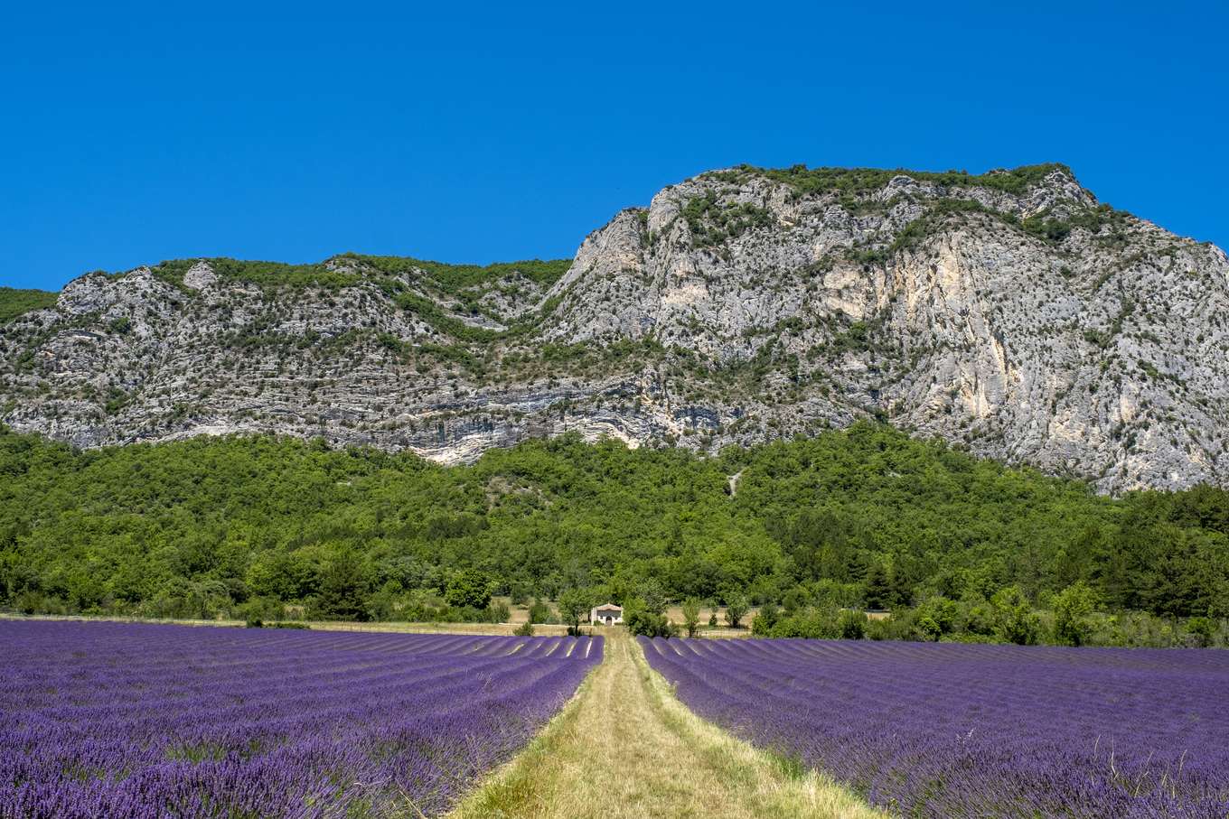 Champ de lavande en fleur devant la falaise de la forêt de Saoû