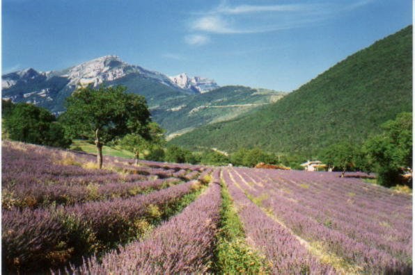 Champs de lavande à Chamaloc devant la barre rocheuse du col de Rousset