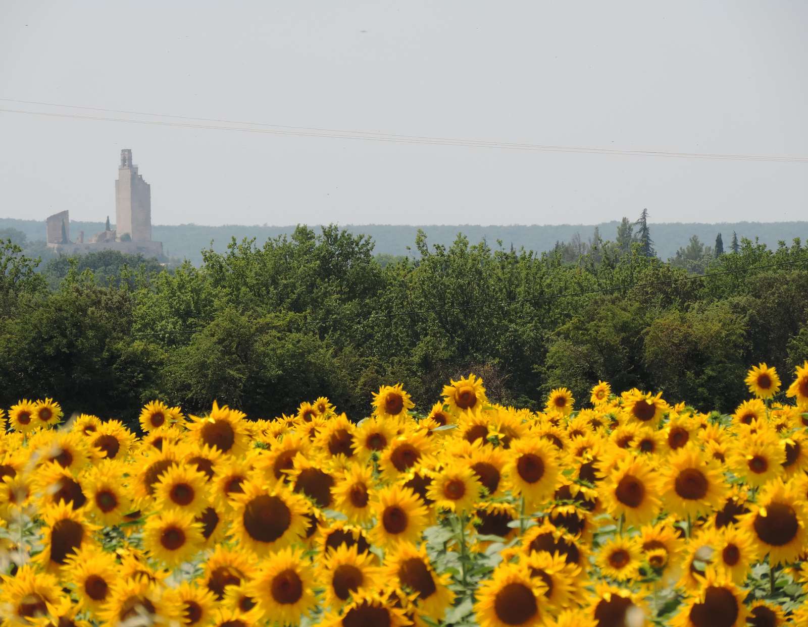 Le paysage de lavandes et de collines autour de Chamaret