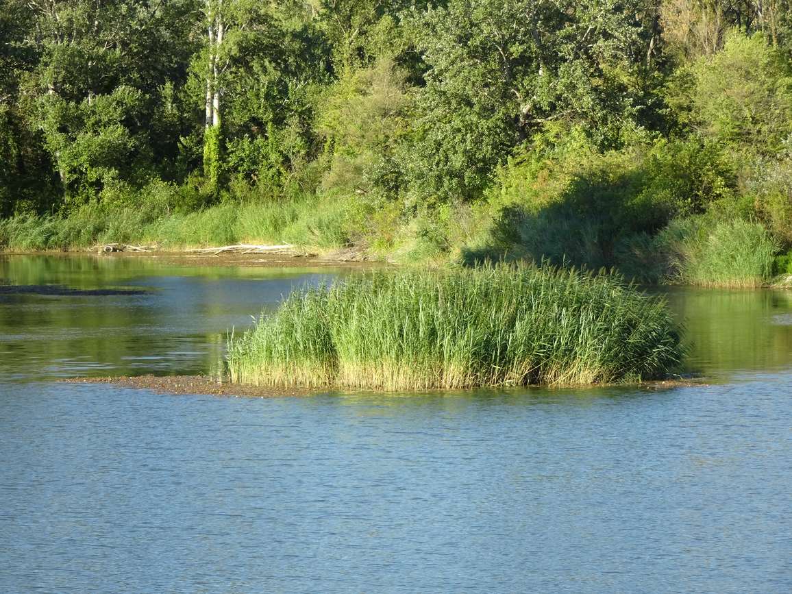 Îlot de roseaux dans une ancienne gravière devenue zone humide à Châteauneuf-du-Rhône