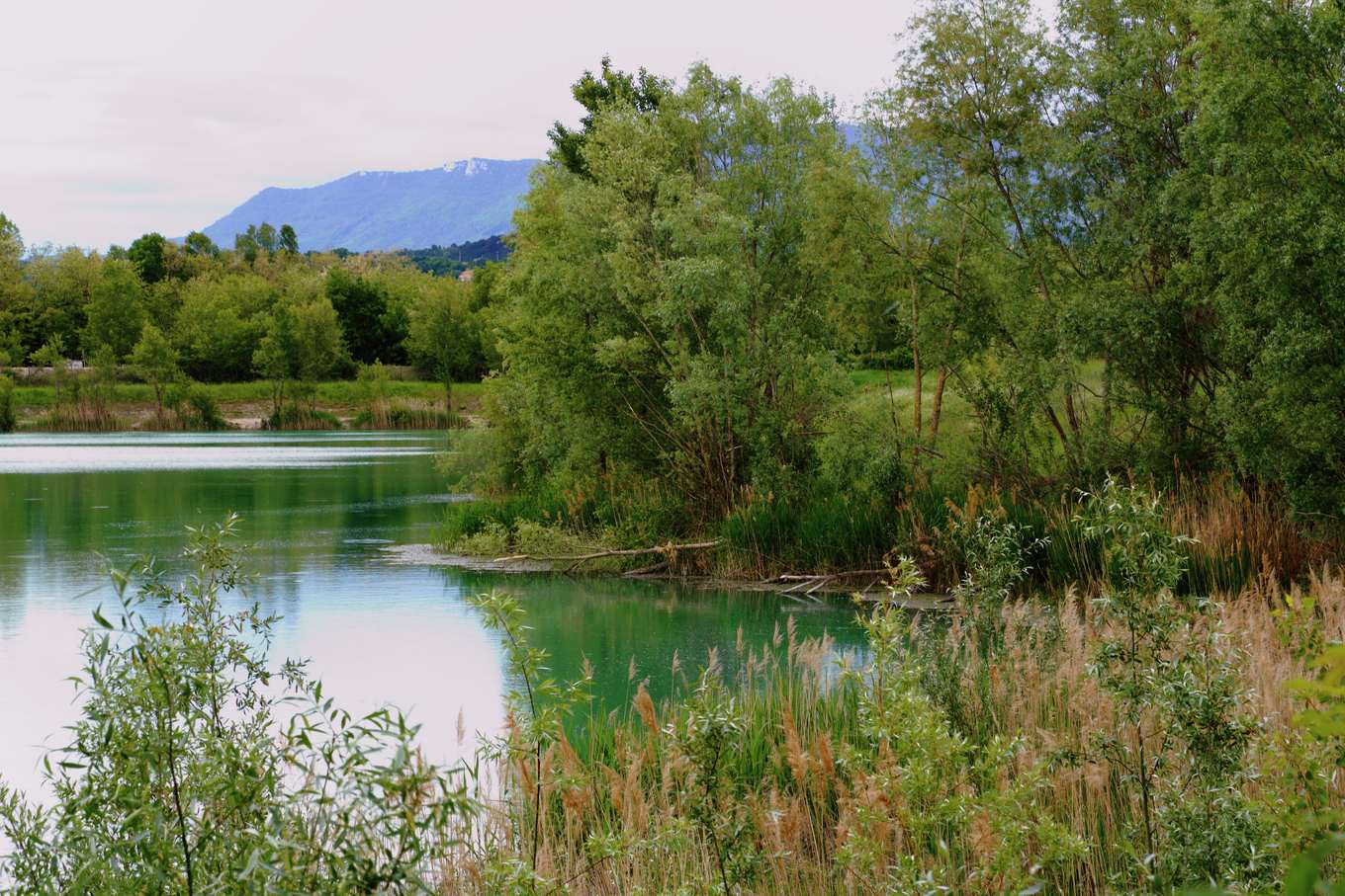 Bras d'eau, roselière et saules de la réserve naturelle des Ramières du Val de Drôme, à Eurre