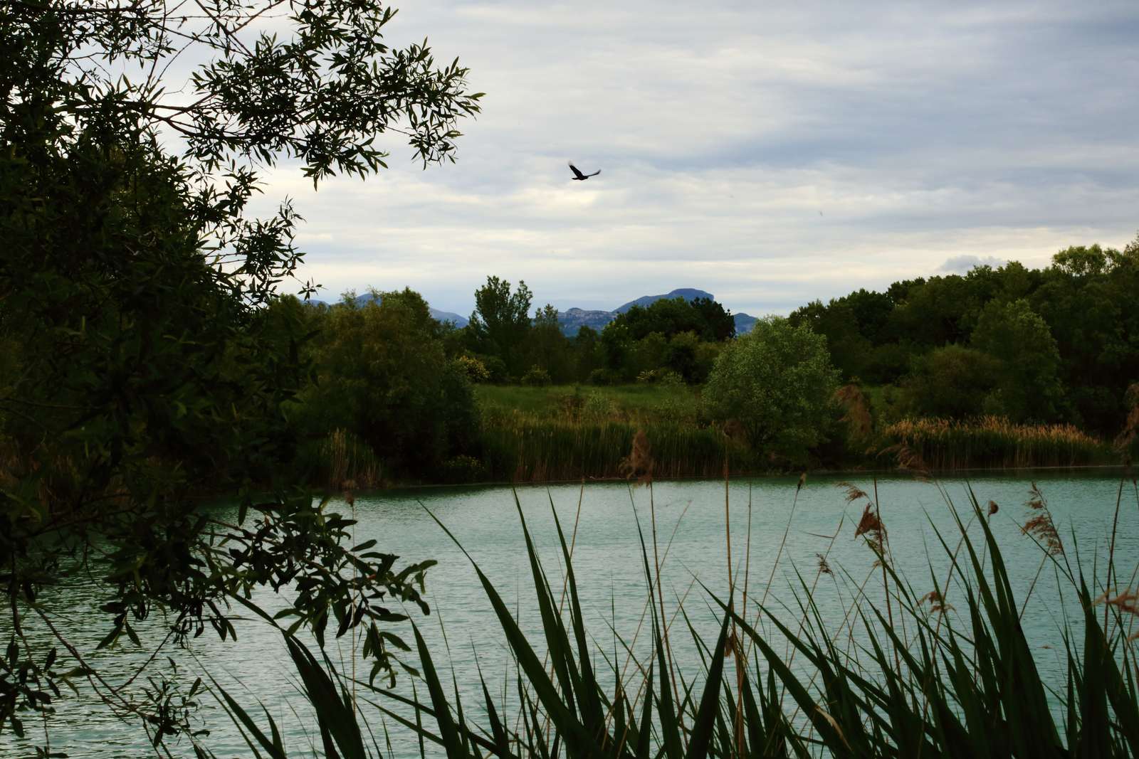 Plan d'eau turquoise, roseaux et oiseau en vol dans la réserve des Ramières à Eurre