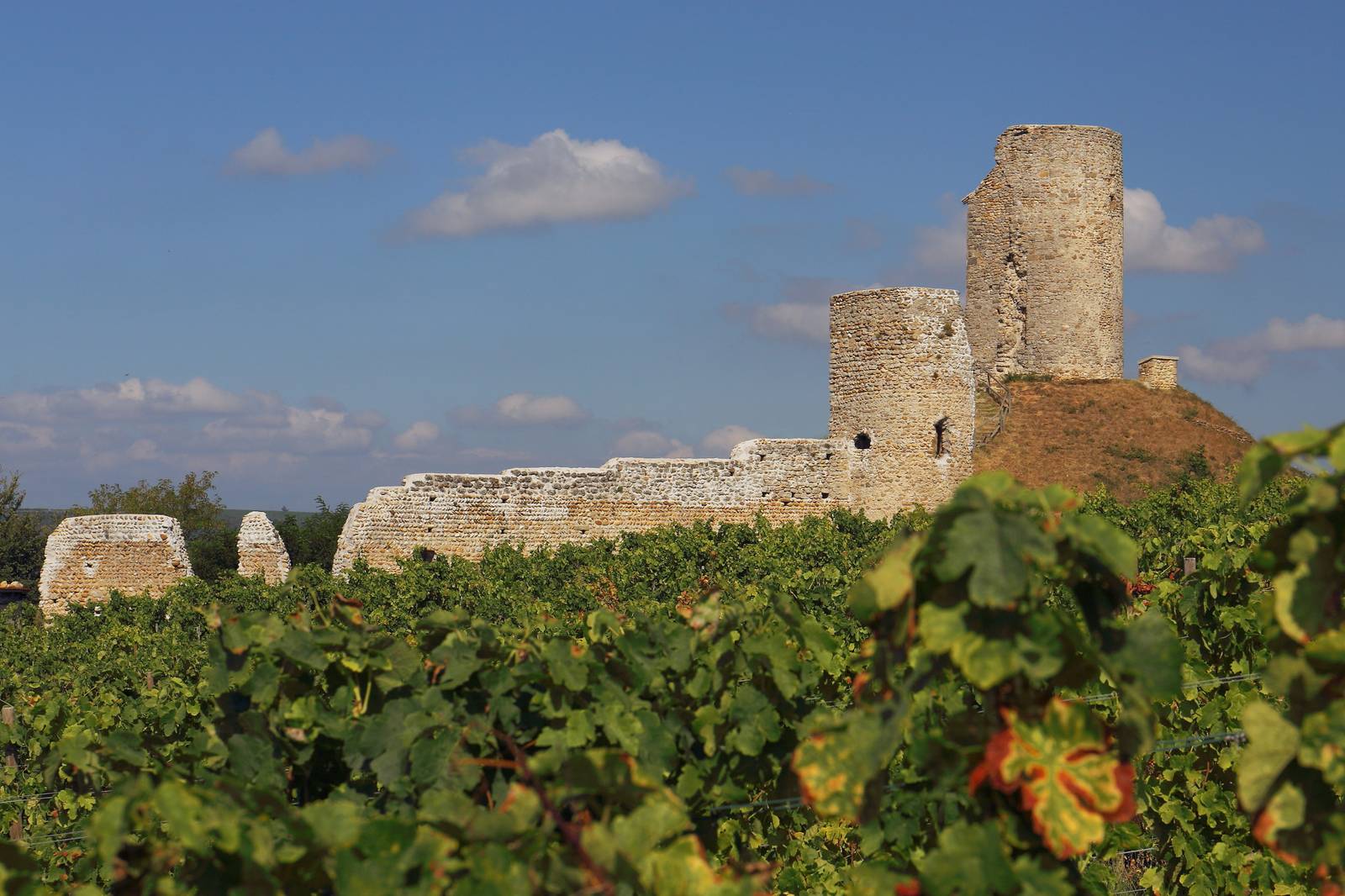 Le donjon circulaire de Mercurol sur sa motte, au-dessus d'un rang de vignes