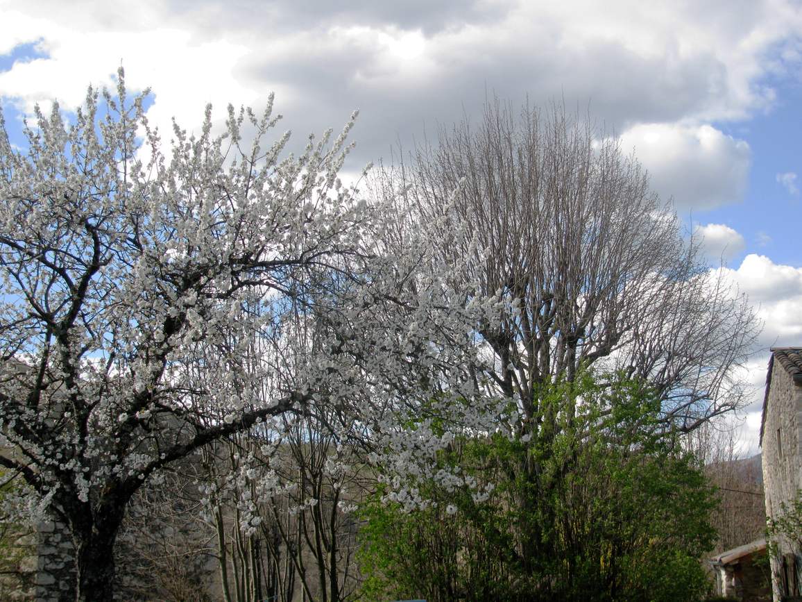 Cerisiers en fleurs au-dessus des murs de pierre de Montjoux, au début du printemps