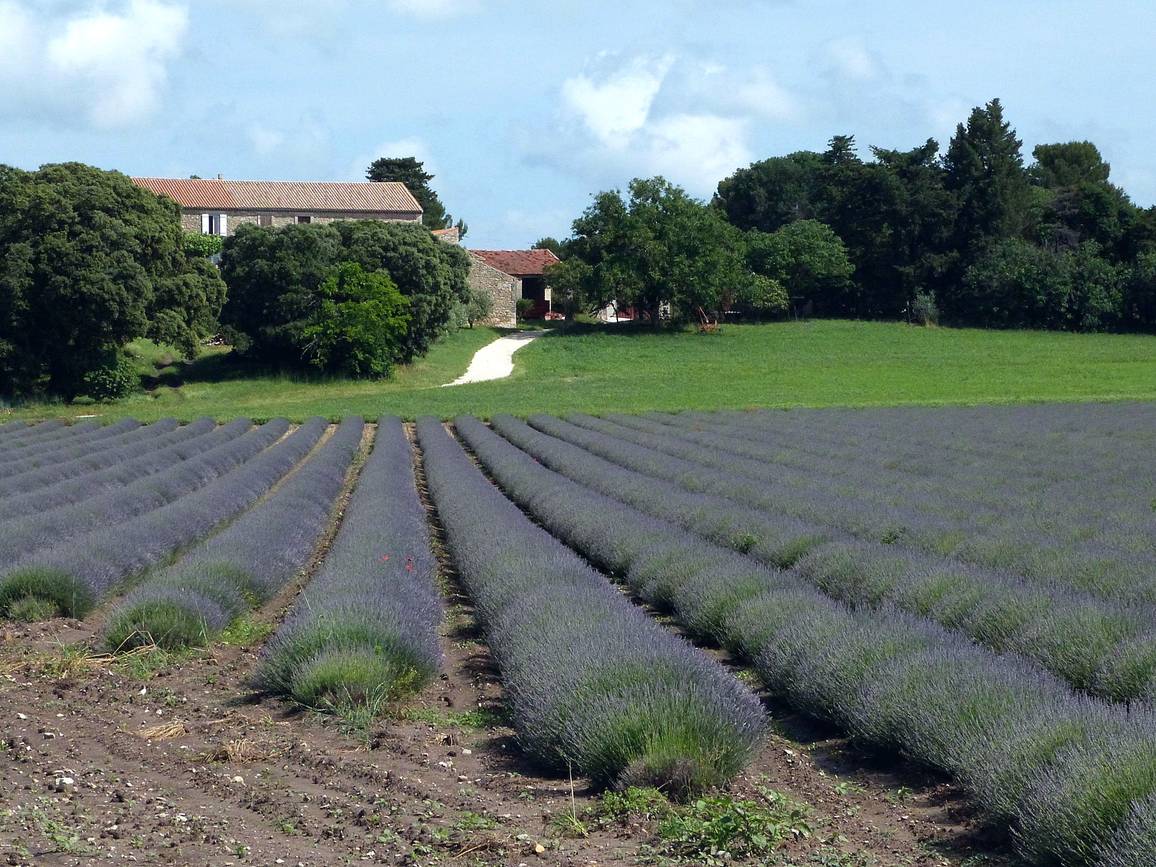 Un champ de lavande et une ferme aux abords de Montségur-sur-Lauzon
