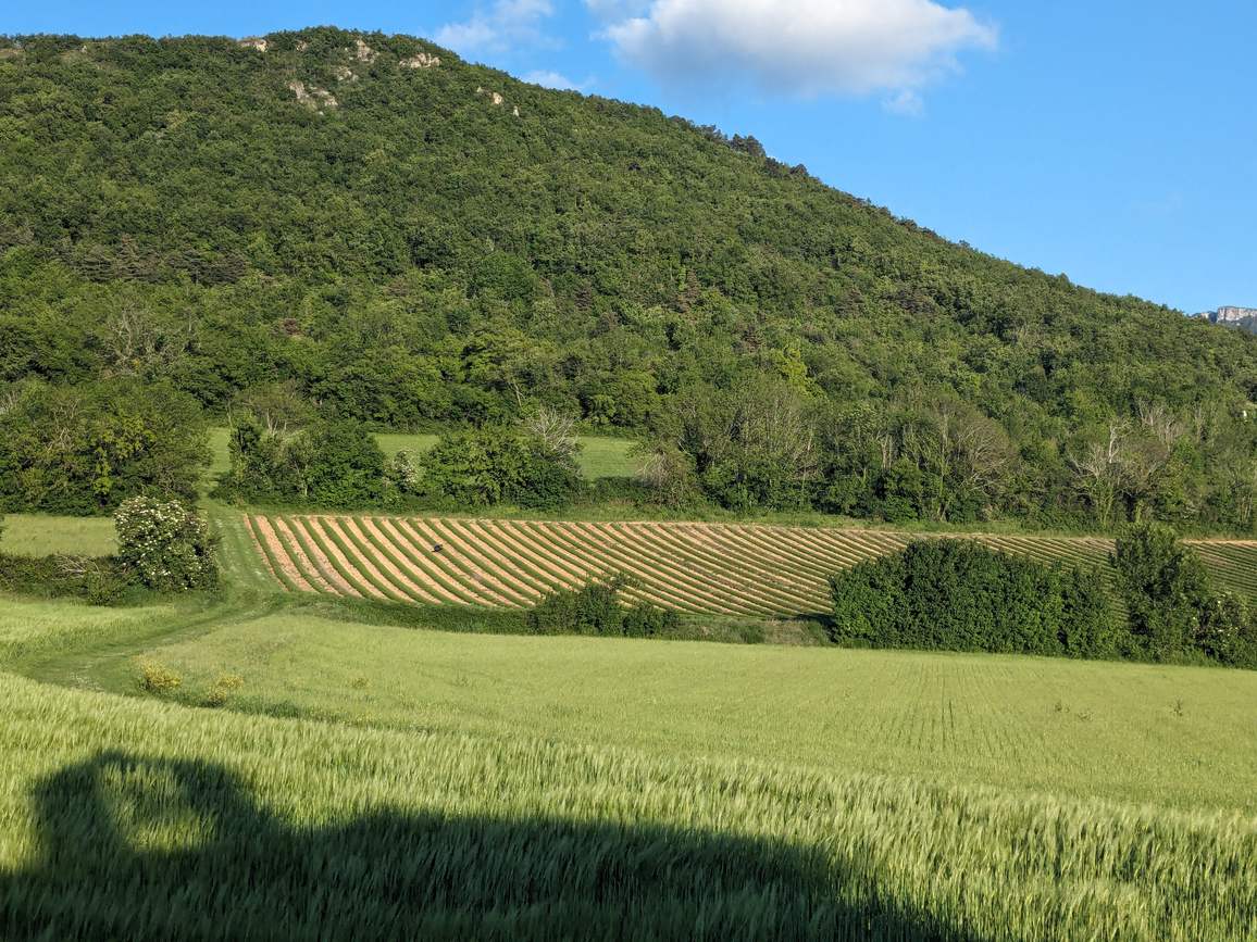 Un champ de céréales et des rangs de plantes aromatiques au pied d'une colline boisée de Peyrus, sous un ciel bleu