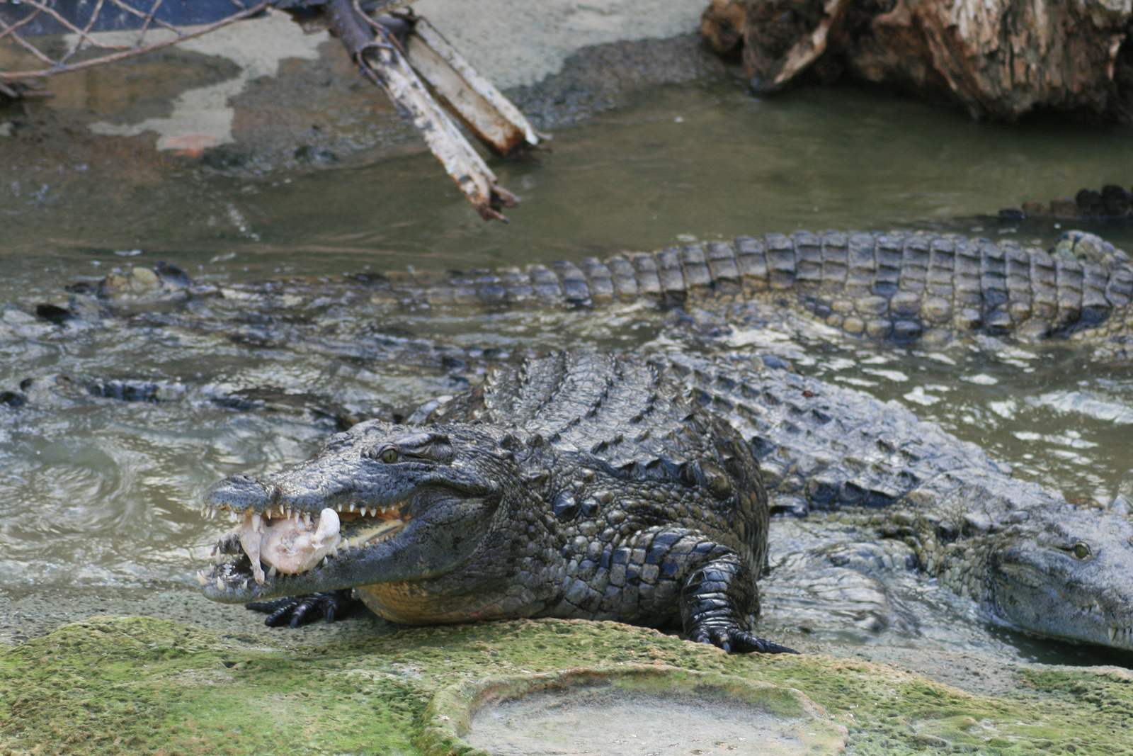 Crocodiles du Nil au bord d'un bassin de la Ferme aux Crocodiles de Pierrelatte