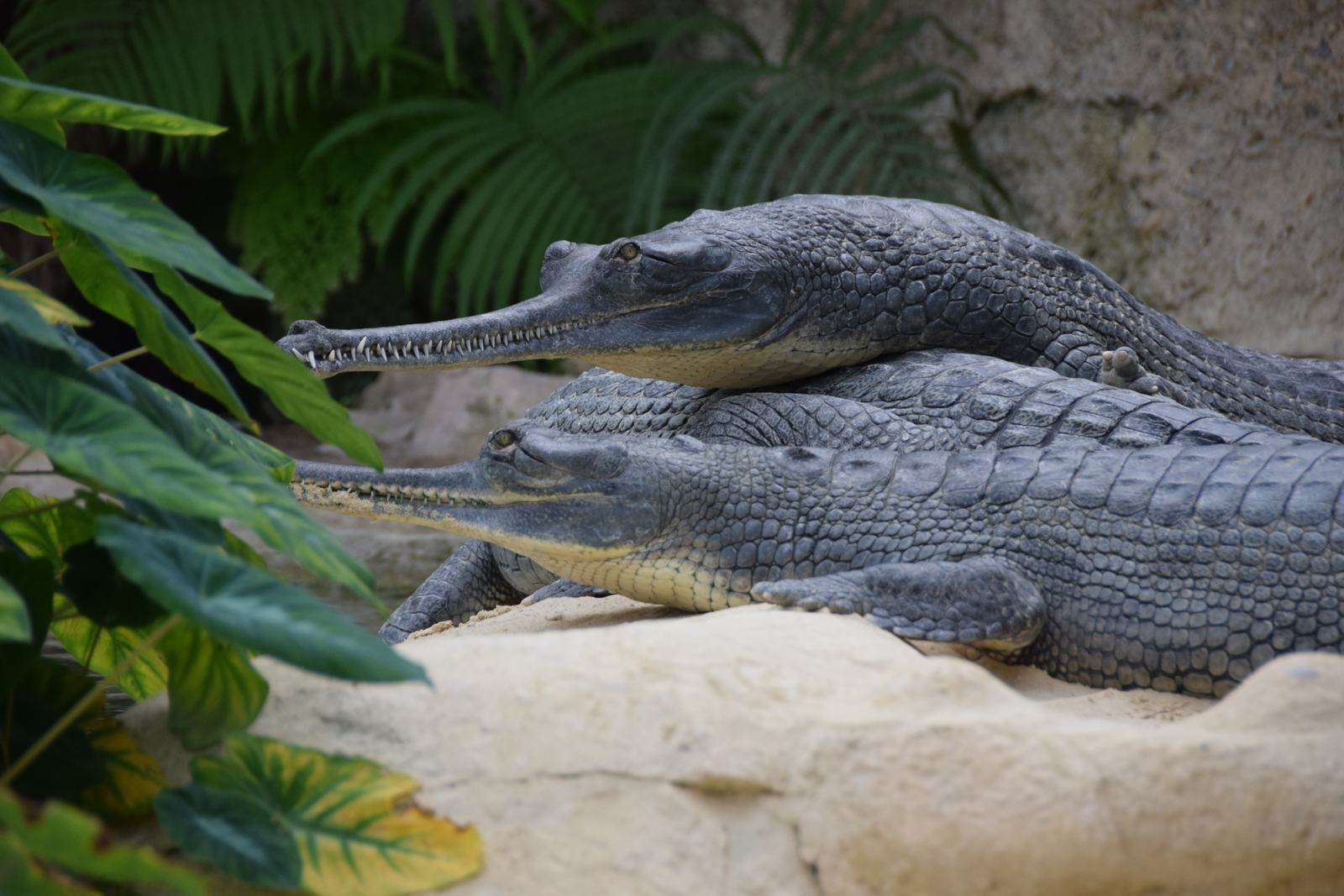 Gavial du Gange à la Ferme aux Crocodiles de Pierrelatte