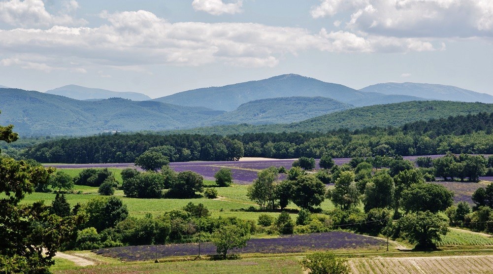 Puygiron et ses champs de lavande