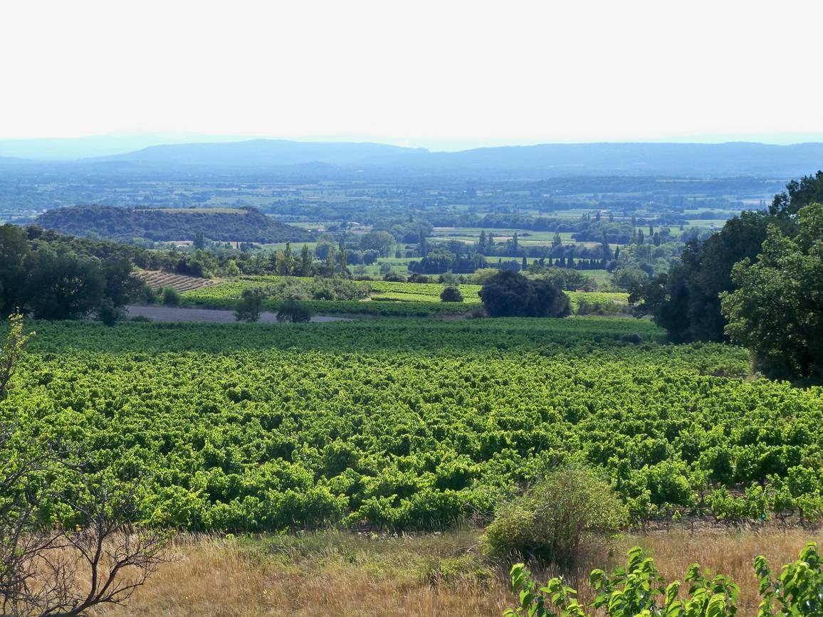 Le vignoble de Rousset-les-Vignes sur les coteaux gréseux
