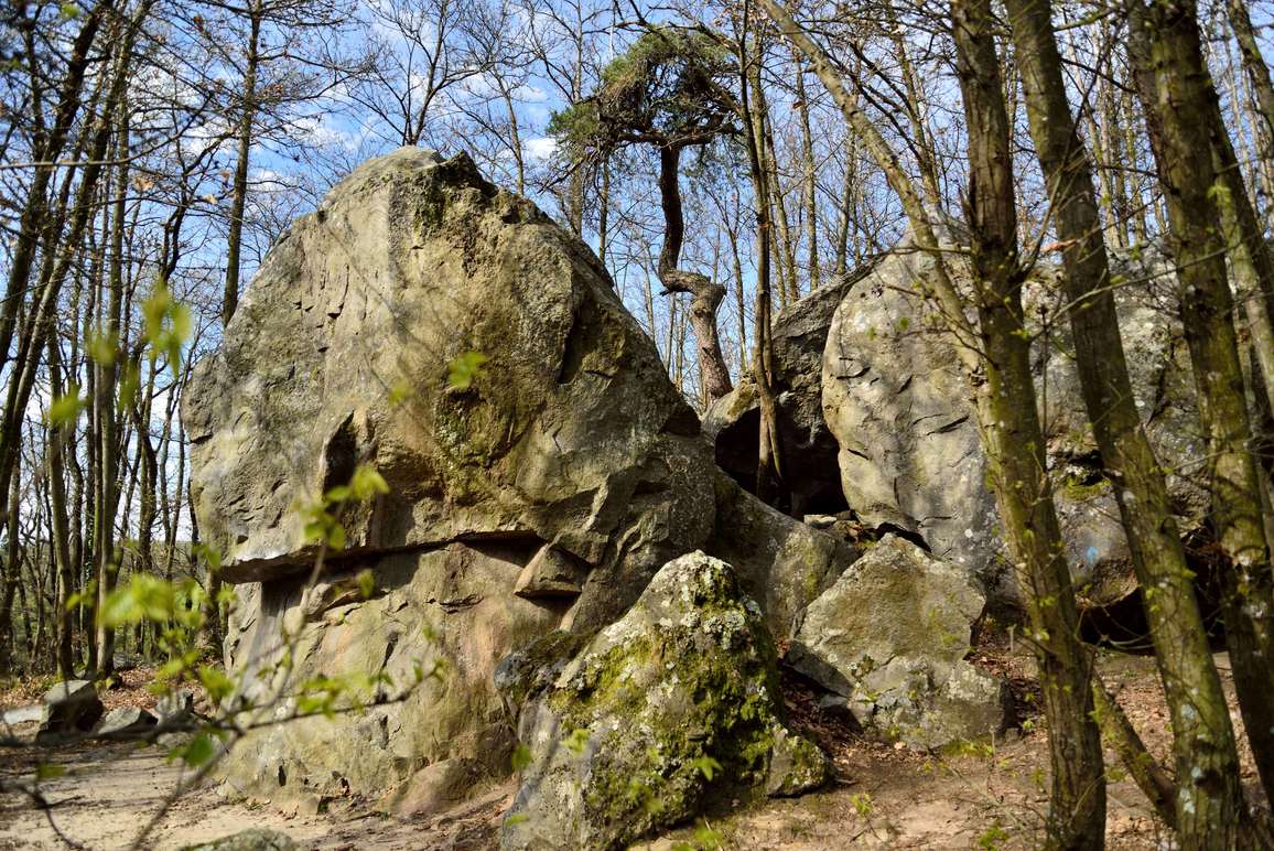 De gros blocs de grès arrondis et fissurés dans un bois clair, aux Roches qui dansent