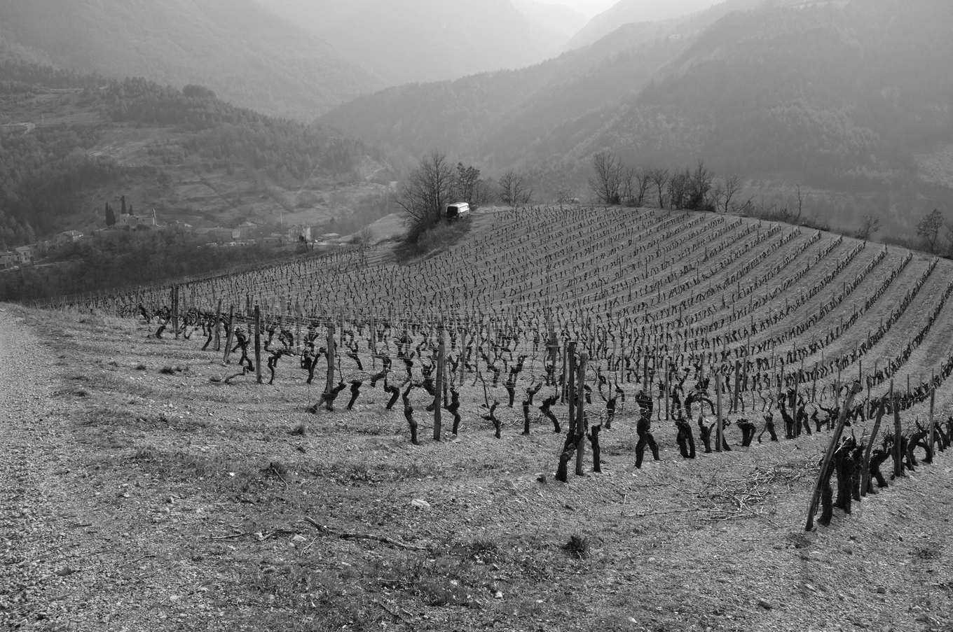 Photo en noir et blanc d'une vigne en rangs sur une pente, à Saint-Benoit-en-Diois, sous des montagnes dans la brume