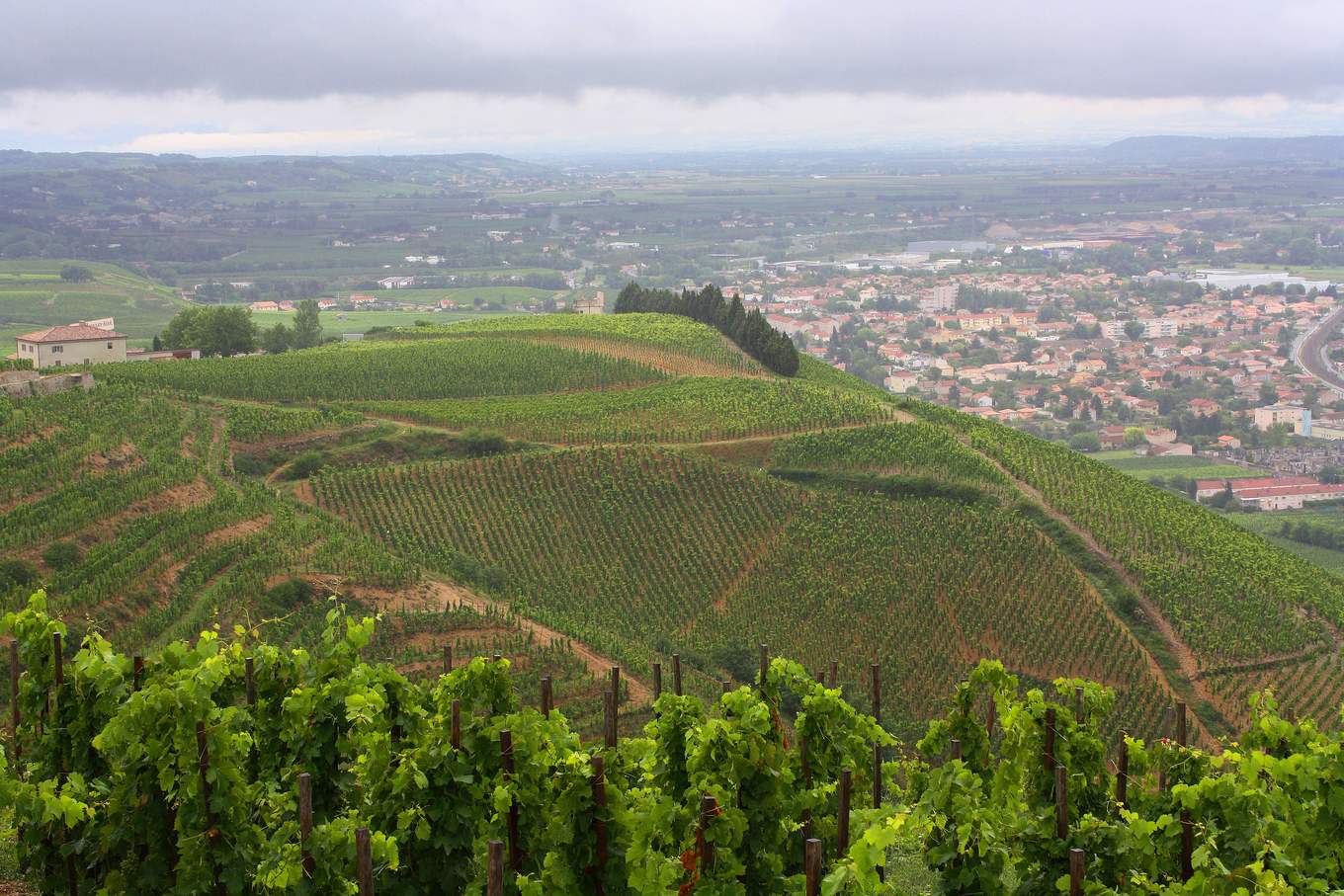 Les vignes en terrasses de la colline de l'Hermitage au-dessus de Tain