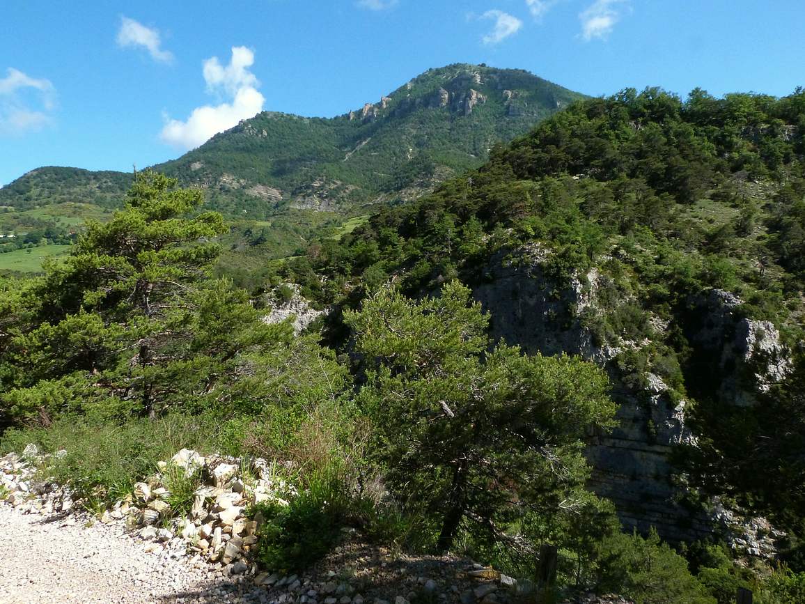 Pins et falaises calcaires au col de Valouse, avec un sommet boisé en arrière-plan