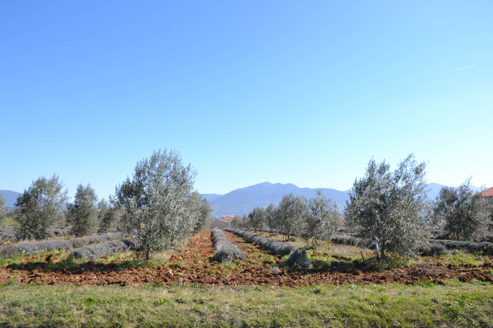 Champ de lavande et oliveraie à Vinsobres